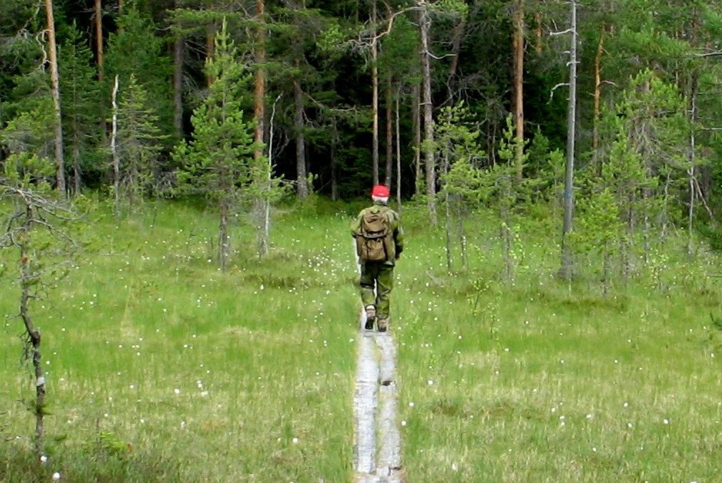 pitkospuut_metsä