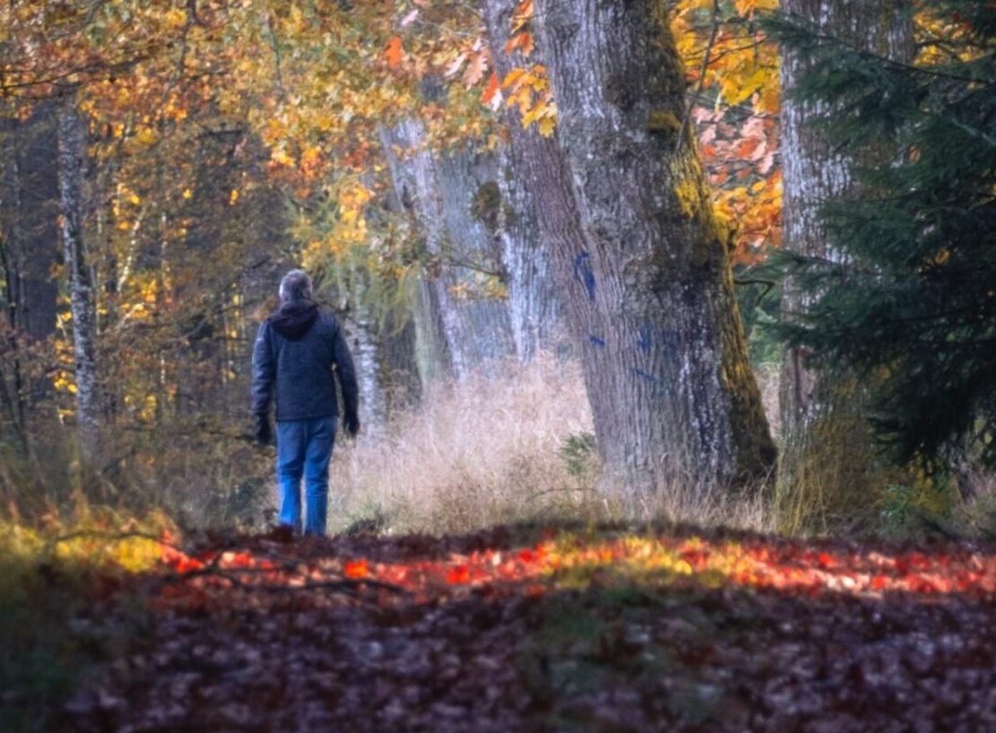 Rauhallinen kävely syksyisessä metsässä tukee liikuntaa ja palautumista.
